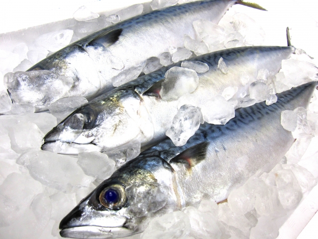 青魚の戦略 背中は青く お腹は白い魚が多い理由とは