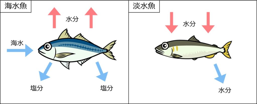 海水魚 淡水魚 なぜサケは海と川のどちらでも生きられるのか