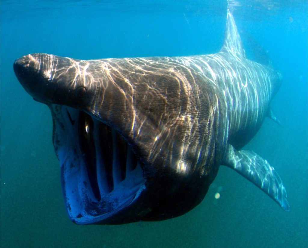 世界で二番目に大きい魚 ウバザメ