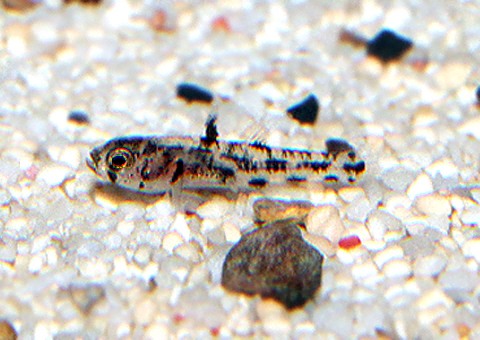 世界で二番目に小さい魚 ゴマハゼ