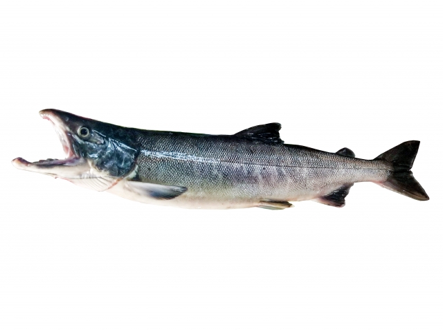 海水魚 淡水魚 なぜサケは海と川のどちらでも生きられるのか