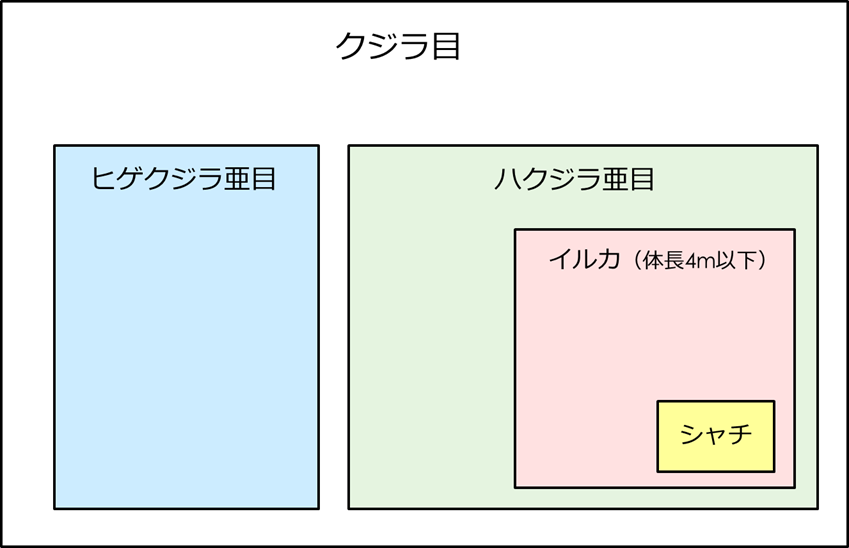 サイズだけ クジラ イルカ シャチの違いを解説
