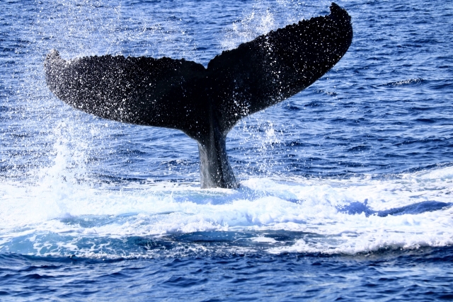 クジラ2分類 ヒゲクジラ亜目とハクジラ亜目の違いを解説 クジラ2分類 ヒゲクジラ亜目とハクジラ亜目の違いを解説