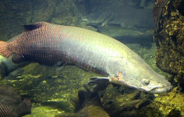 魚類の生きた化石 シーラカンス チョウザメ ハイギョを紹介