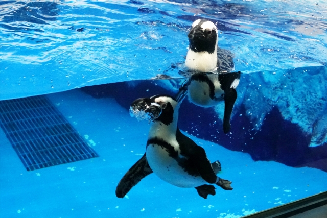 水族館のペンギンがなつく裏技 服選びを意識すれば近寄ってくるかも