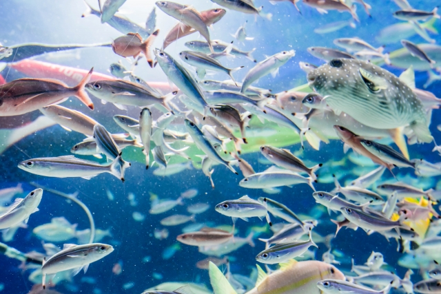 好適環境水 海水魚と淡水魚を同時養殖 魔法の水が日本の水産業を救う
