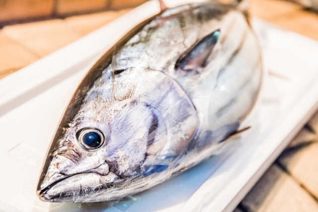 初鰹と戻り鰹の違いを解説 同じ魚で何が異なるのか 時期 味 栄養