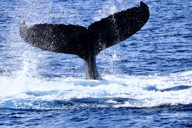 クジラの尻尾