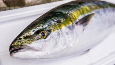 ブリ御三家 ブリ ヒラマサ カンパチの味や値段の違いを解説