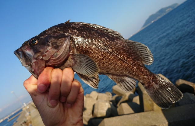 釣り上げた魚