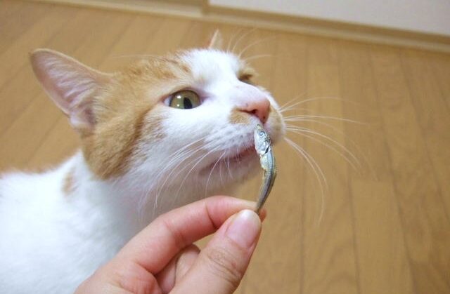 小魚を食べようとする猫