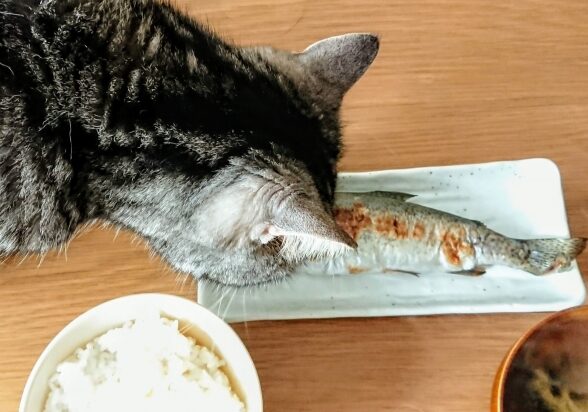 猫が加熱した焼き魚を食べている写真