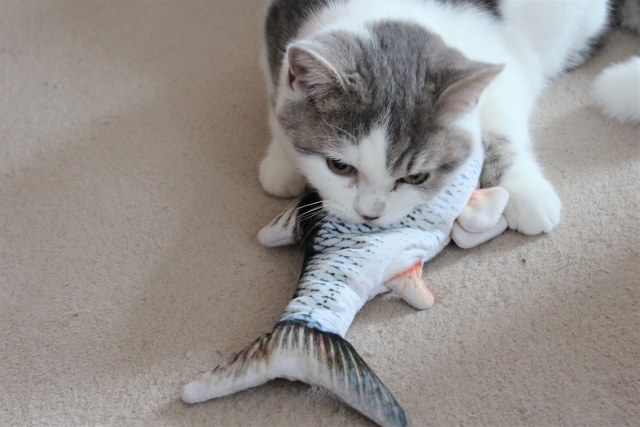 青魚を食べる猫