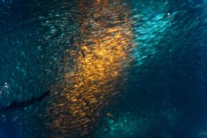 魚が光に集まる習性のイメージ