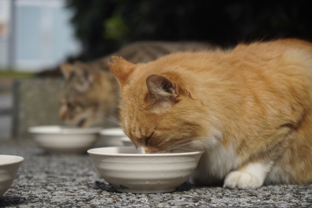 餌を食べる地域猫・野良猫